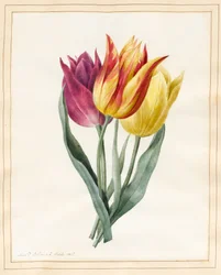 Három liliom tulipán (wc némi testszínnel pergamen)